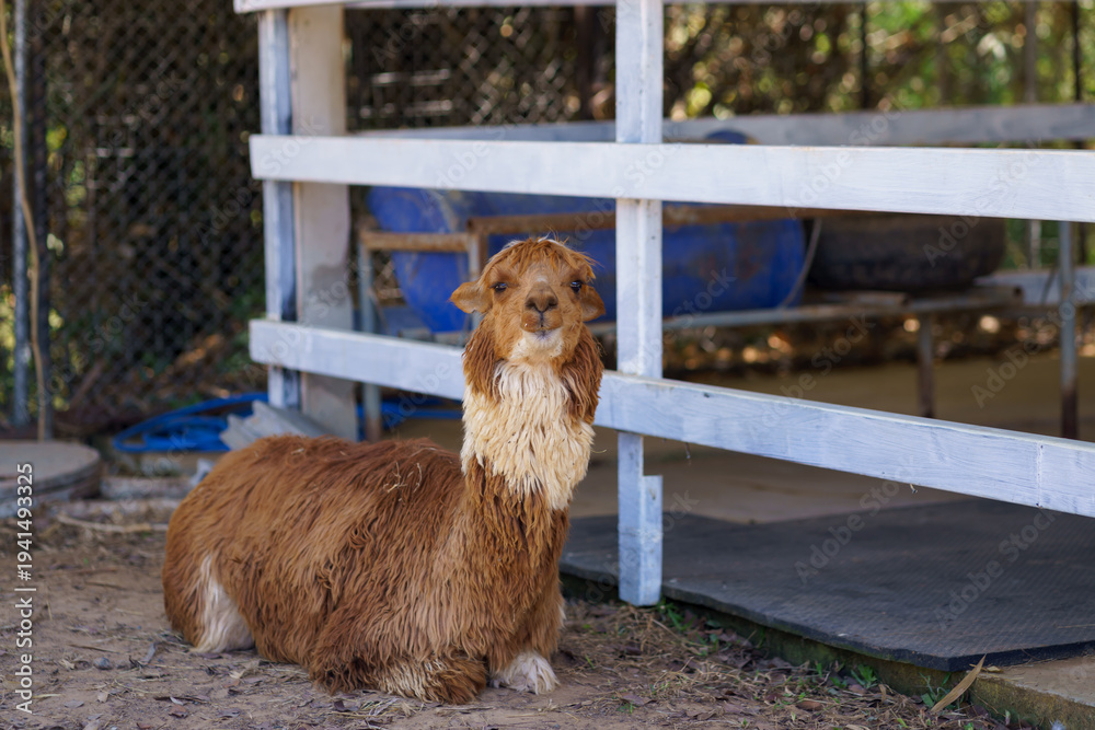 Obraz premium Fluffy brown cinnamon alpaca sitting on the ground in ranch and farm environment
