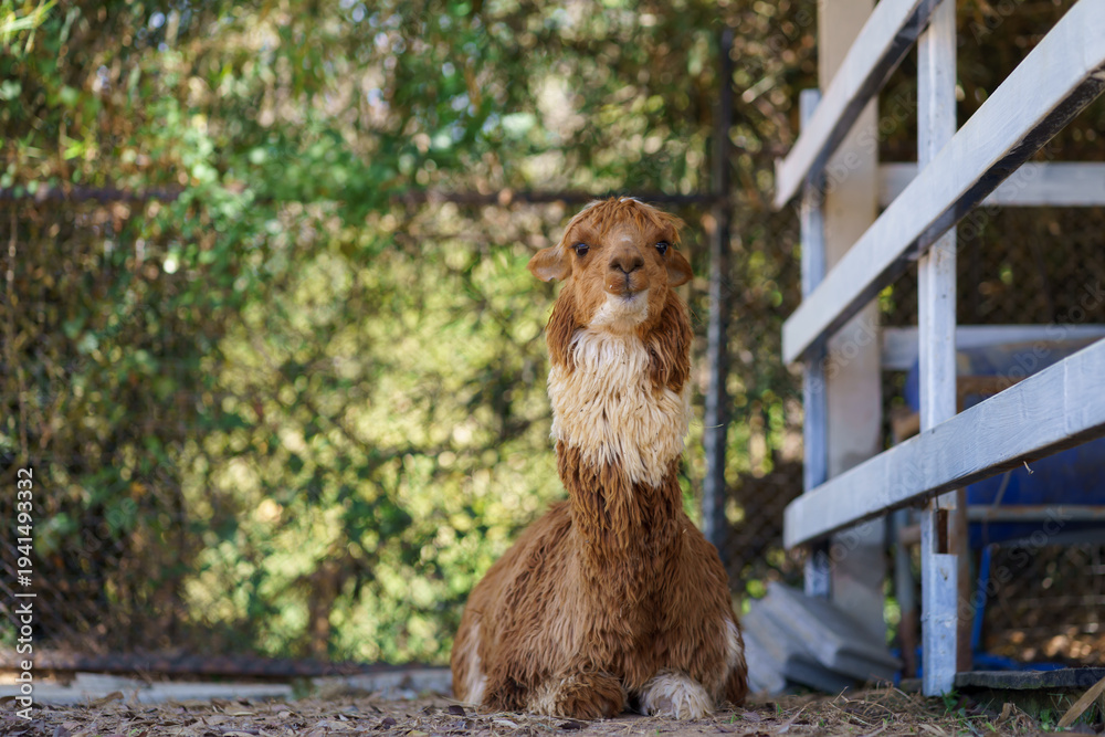 Naklejka premium Fluffy brown cinnamon alpaca sitting on the ground in ranch and farm environment