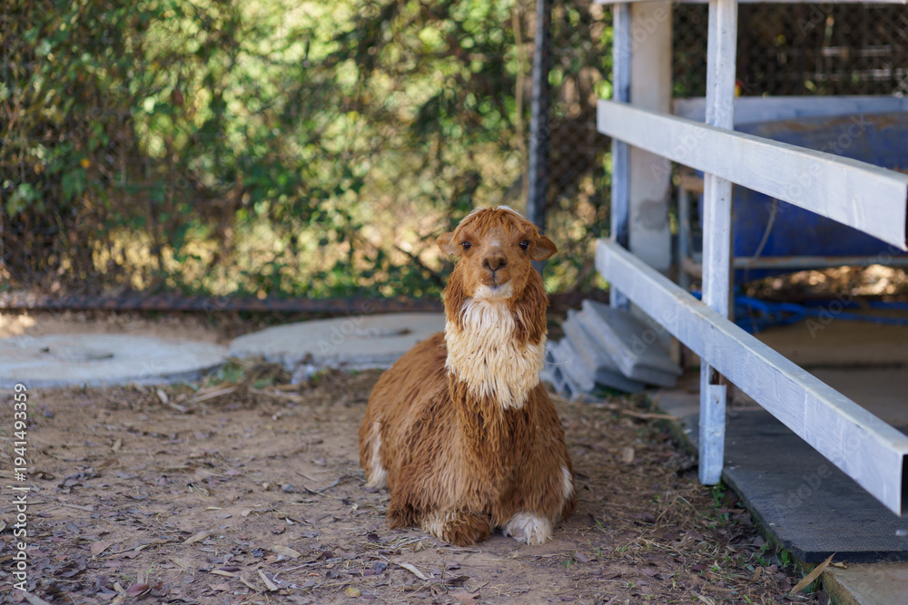 Naklejka premium Fluffy brown cinnamon alpaca sitting on the ground in ranch and farm environment