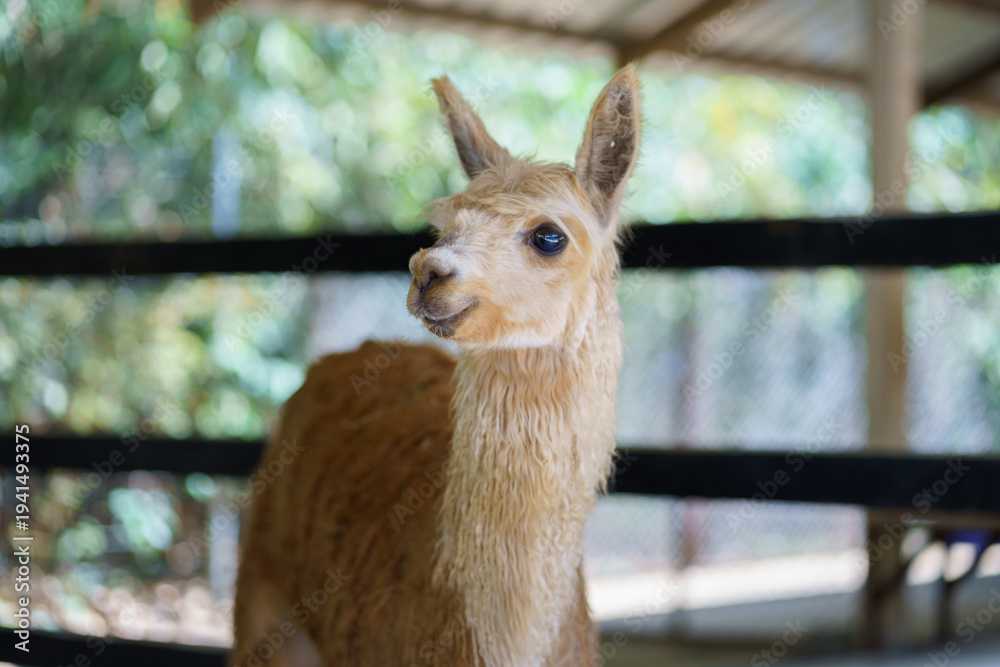 Obraz premium Portrait of a cute cream colored alpaca looking sideways in farm fence and blurred nature background