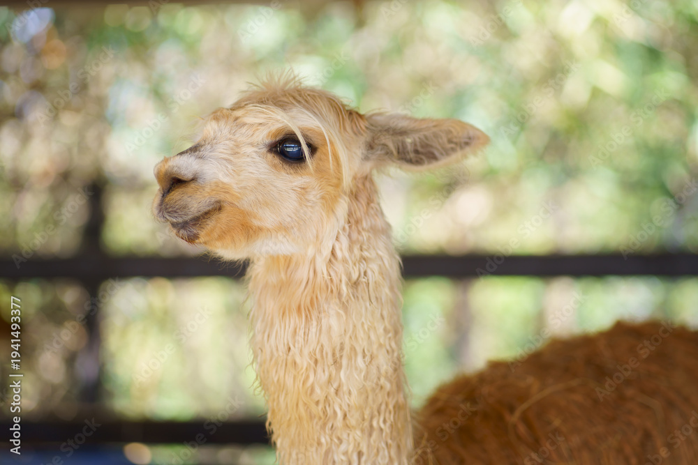 Naklejka premium Portrait of a cute cream colored alpaca looking sideways in farm fence and blurred nature background