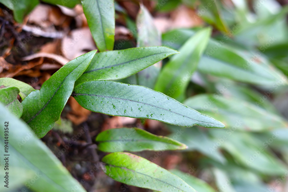 Fototapeta premium Epiphytic fern Lemmaphyllum growing on mossy rock in Japanese forest
