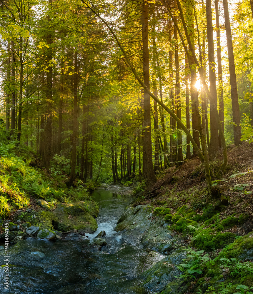 Fototapeta premium Beautiful Sunrise In Sunny Spring Forest with Stream . Sunlight Sunbeams Through Woods In Forest Landscape. Panorama Panoramic View