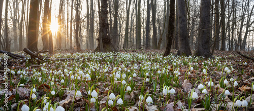 Spring flowers in the shining sunlight, Leucojum vernum, called spring snowflake