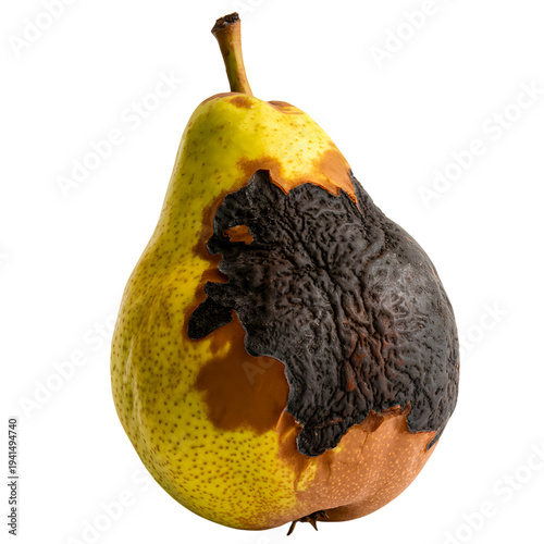 Rotten Yellow Pear with Large Brown Mold Spots Isolated on White Background for Food Waste and Decay Concepts.