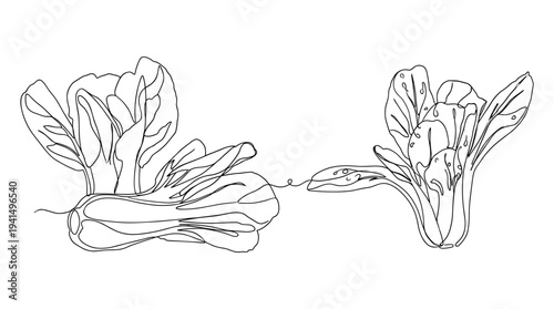 Bok choy vegetable outline drawing isolated on white background healthy food concept