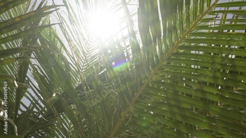 Palm leaves close-up against the sun, tropical background.
