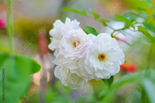 A cluster of delicate white roses blooming in a garden.