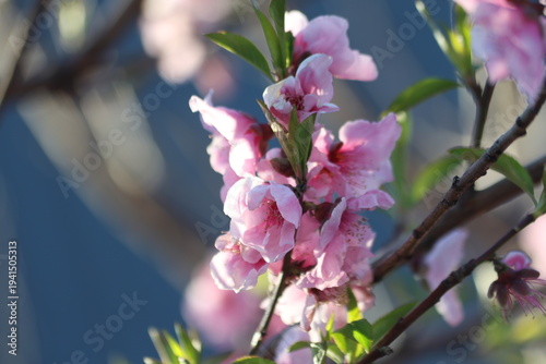 Peach tree blossoms in early spring