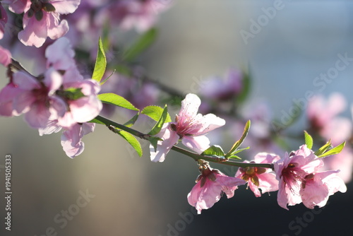 Peach tree blossoms in early spring