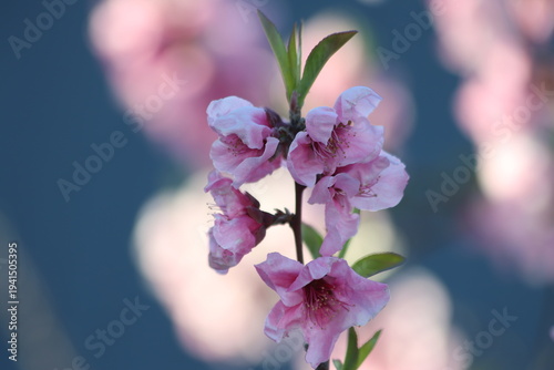 Peach tree blossoms in early spring