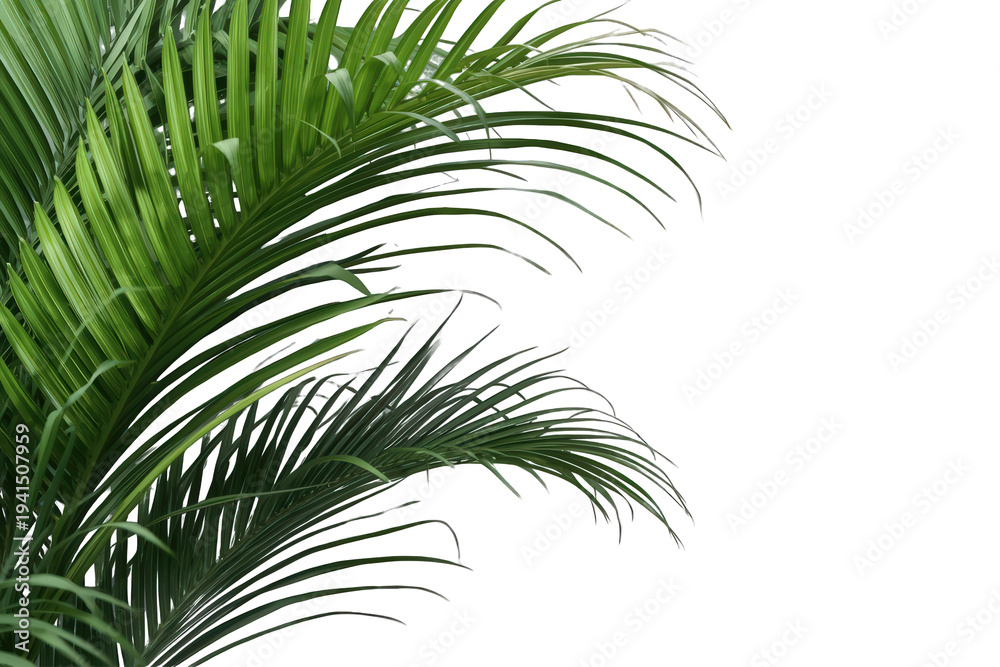 Obraz premium Green tropical palm leaves isolated with a clean alpha channel background, creating a ready-to-use botanical element