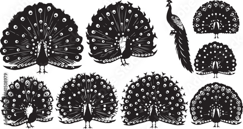 Collection of peacocks in various poses and fan displays