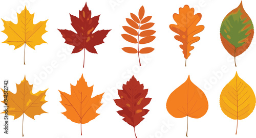 Autumn leaves collection colorful fall foliage maple oak and birch leaf set seasonal nature vector illustration