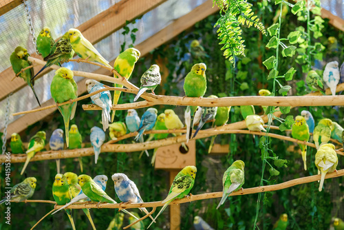 Large group of colorful budgerigar parrots sitting on wooden branches in a bright aviary for pet shop and bird watching concepts