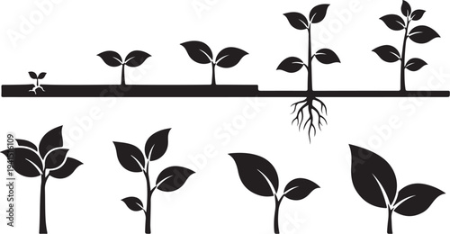 Plant Growth Stages Silhouette Illustration on White Background