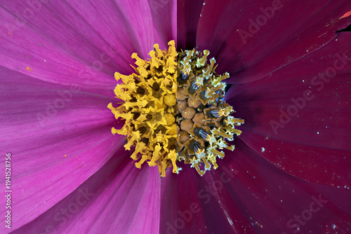 Schmuckkörbchen (Cosmos bipinnatus), Pollenblätter und Stempel, UV-Licht, Deutschland 