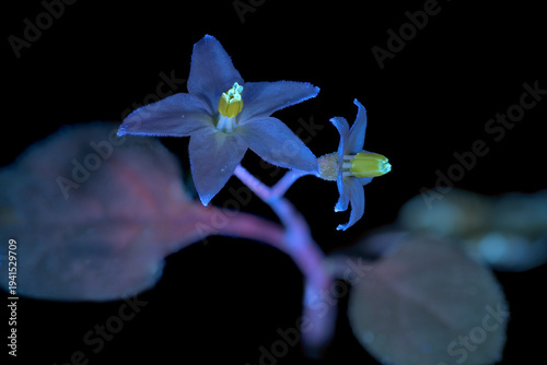 Schwarzer Nachtschatten (Solanum nigrum), Blüte, UV-Licht, Deutschland