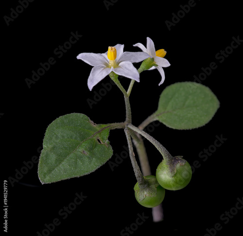 Schwarzer Nachtschatten (Solanum nigrum), Blüte, Deutschland
