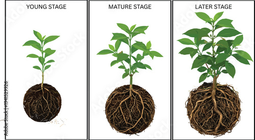 Plant growth stages diagram showing young, mature and later development with expanding root system, botanical agriculture vector illustration