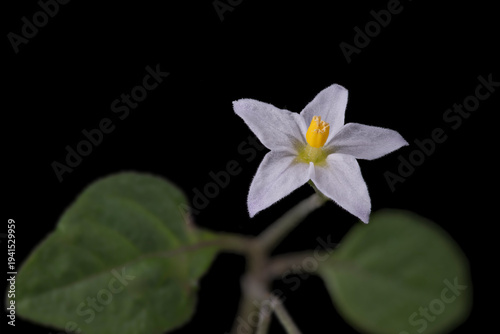 Schwarzer Nachtschatten (Solanum nigrum), Blüte, Deutschland