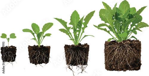 Plant growth stages from seedling to mature leafy plant with detailed root system in soil, botanical agriculture vector illustration