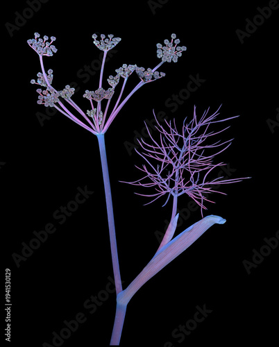 Fenchel (Foeniculum vulgare), Blüte, Blatt, UV-Licht, Deutschland