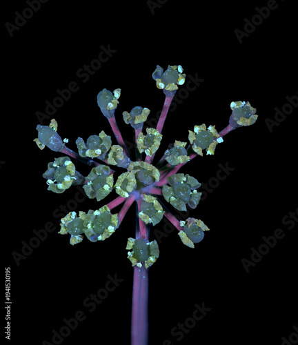 Fenchel (Foeniculum vulgare), Blüte, UV-Licht, Deutschland 