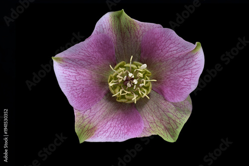 Lenzrose (Helleborus orientalis), Blüte,  Deutschland