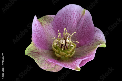 Lenzrose (Helleborus orientalis), Blüte,  Deutschland