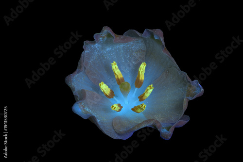 Frühlings-Knotenblume (Leucojum vernum), Blüte, UV-Licht, Deutschland