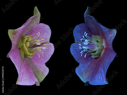 Lenzrose (Helleborus orientalis), Blüte, UV-Licht, Deutschland