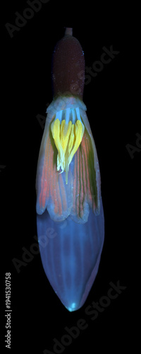 Schneeglöckchen (Galanthus), Blüte aufgeschnitten, UV-Licht, Deutschland