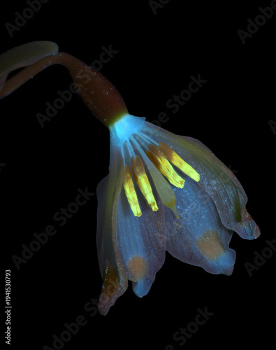 Frühlings-Knotenblume (Leucojum vernum), Blüte aufgeschnitten, UV-Licht, Deutschland