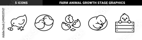 Baby chicken life cycle and behavior monoline illustrations. Minimalist black and white farm animal graphics for agricultural branding and children education.