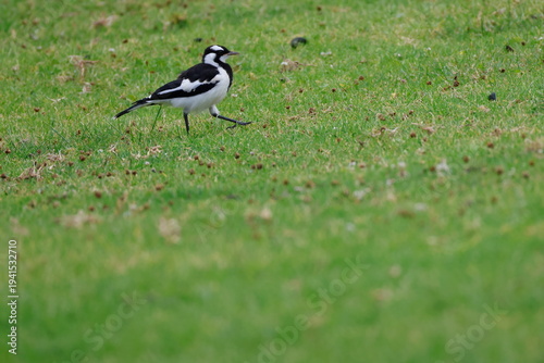 Juvenile magpie-lark Grallina cyanoleuca cyanoleuca. Bendeela Recreation Area. Kangaroo Valley. New South Wales. Australia.