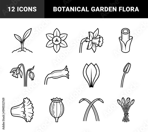 Spring daffodil and narcissus botanical anatomy line art. Minimalist monoline floral elements for garden branding and biological diagrams.