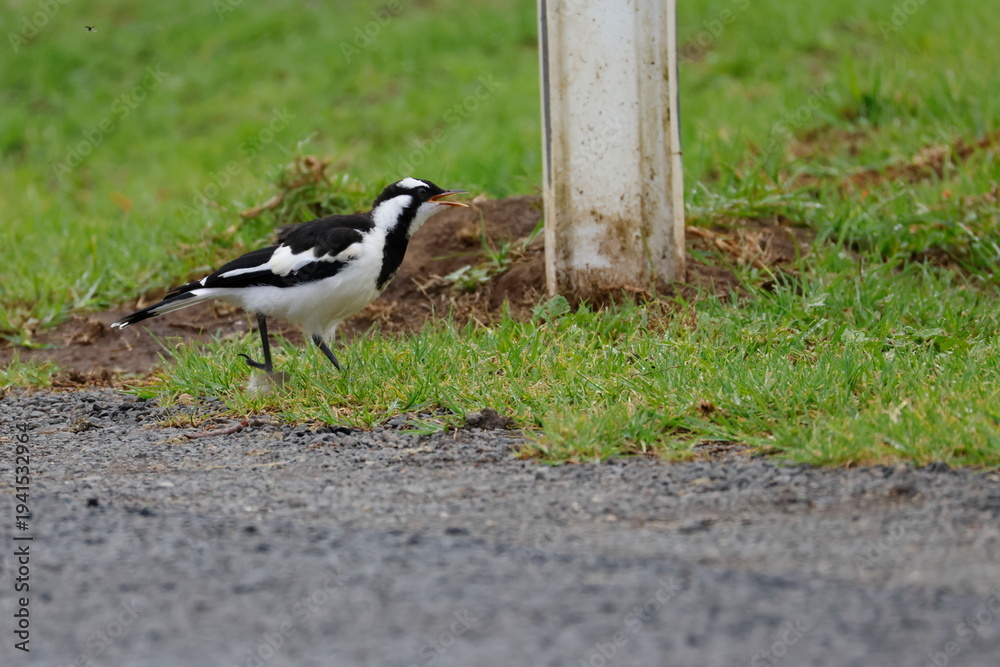 Obraz premium Juvenile magpie-lark Grallina cyanoleuca cyanoleuca calling. Bendeela Recreation Area. Kangaroo Valley. New South Wales. Australia.