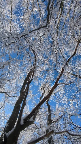 Low angle view of snow covered beech tree crowns against clear blue sky in winter forest