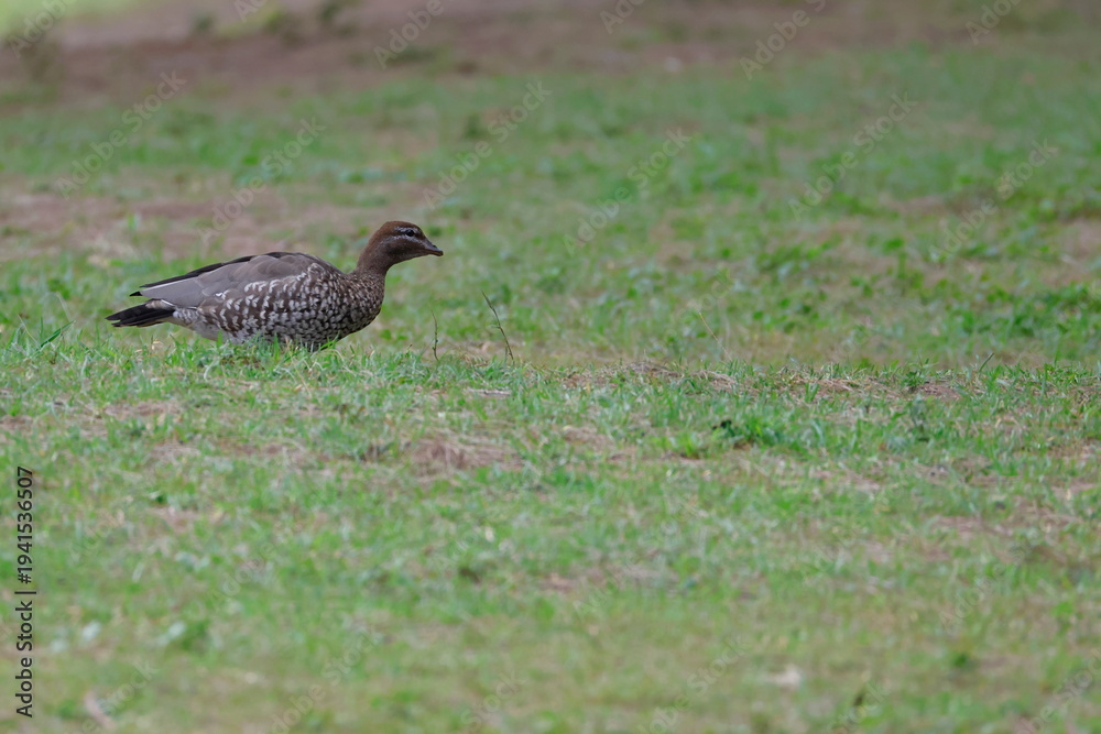 Fototapeta premium Female Australian wood duck Chenonetta jubata. Bendeela Recreation Area. Kangaroo Valley. New South Wales. Australia.