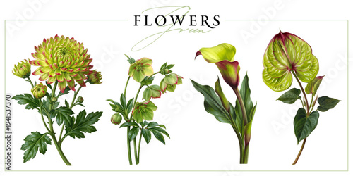 Green-red flowers isolated on a white background. Vintage painting style illustration.