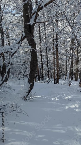 Snow covered beech forest in winter with sunlight filtering through frozen branches