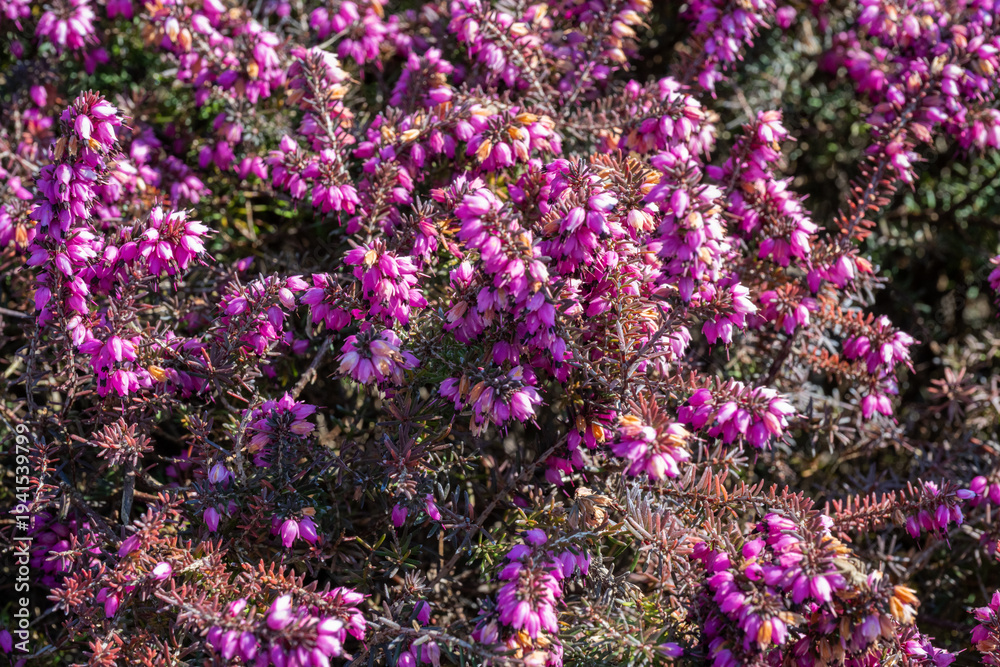 Fototapeta premium purple heather (Calluna vulgaris) in full bloom, creating a lush carpet of small bell-shaped flowers on low-growing evergreen shrubs.