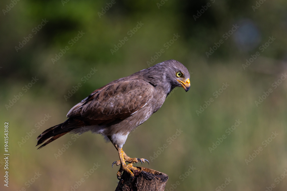 Fototapeta premium Rufous-winged Buzzard (Butastur liventer) perched on a wood stump with open beak screaming.