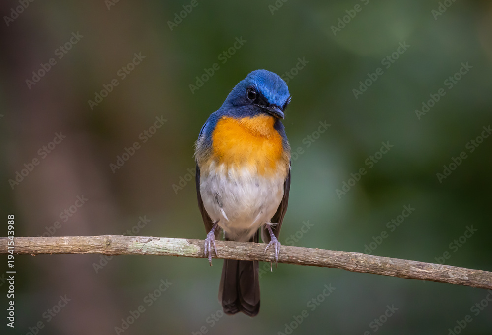 Obraz premium Hill Blue Flycatcher perched on a branch in the forest.
