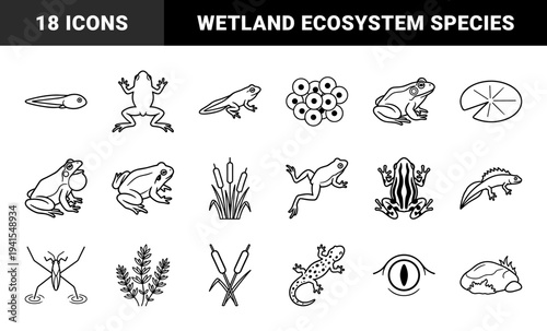 Amphibian life cycle and wetland ecosystem line art. Minimalist monoline silhouettes of frogs, tadpoles, salamanders, and aquatic pond plants.