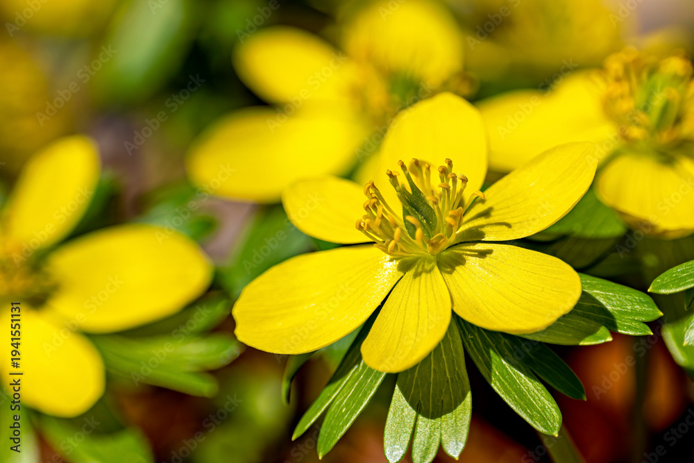 Fototapeta premium Winter aconites in the forest