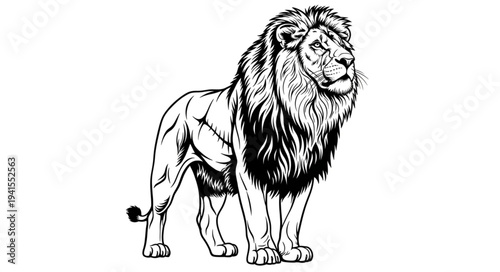 lion vector illustration