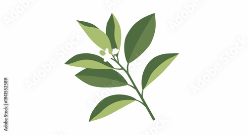 Botanical illustration of a fresh green plant branch with small delicate white blossoms