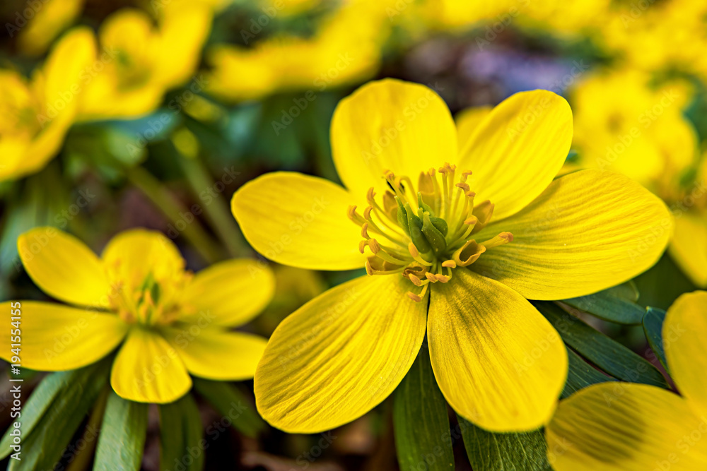 Fototapeta premium Winter aconites in the forest